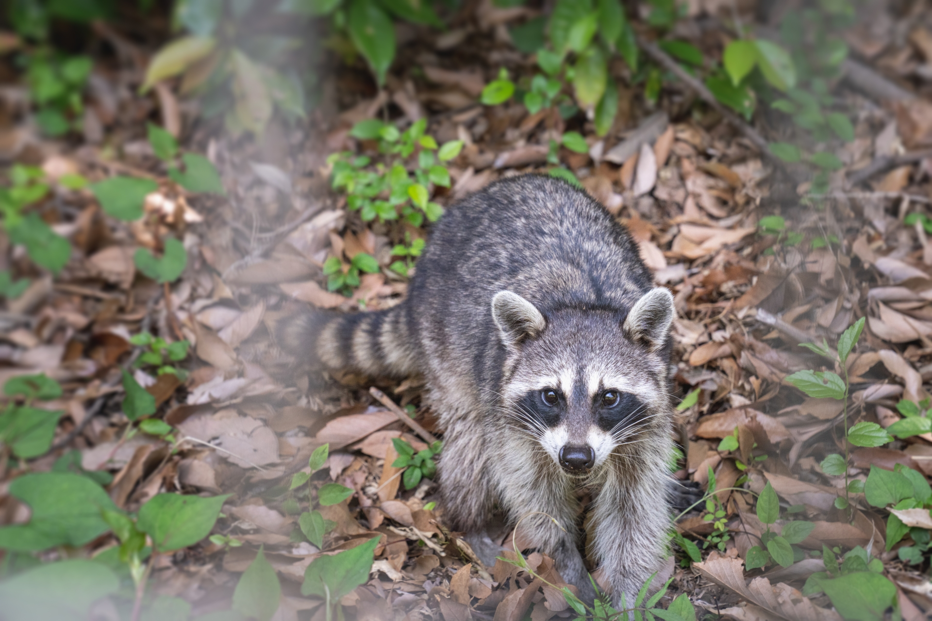 害獣駆除・対策サービス