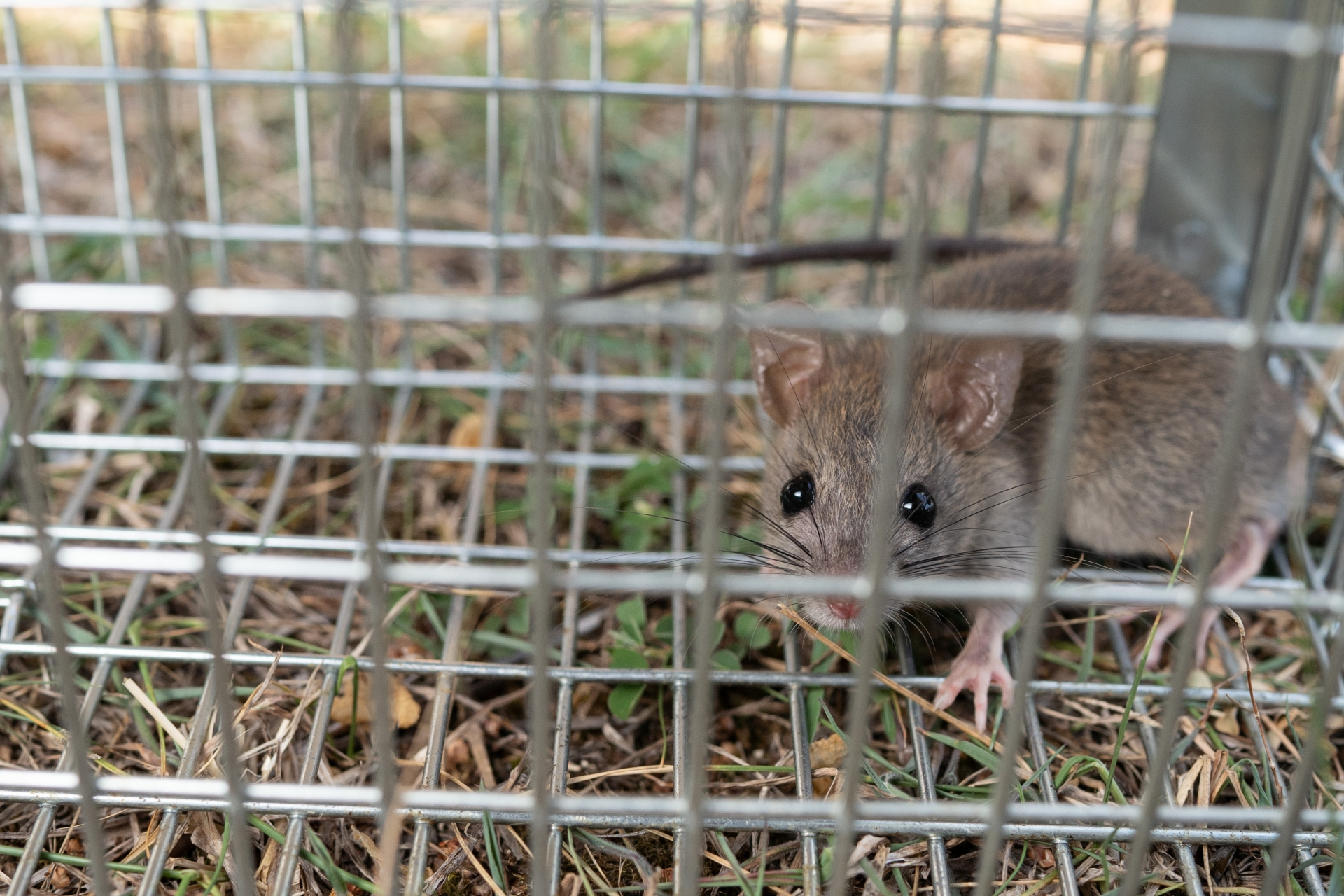 ネズミ駆除・防鼠