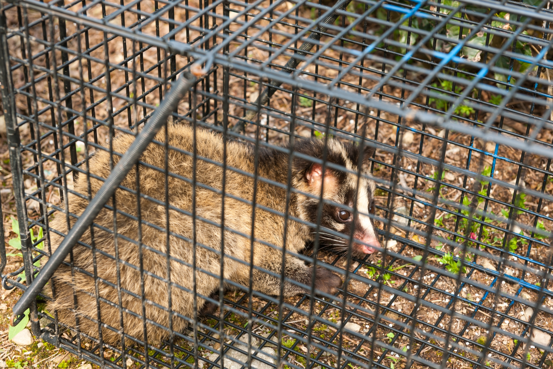 ハクビシン対策