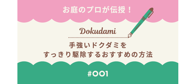 お庭のプロが伝授！手強いドクダミをすっきり駆除するおすすめの方法