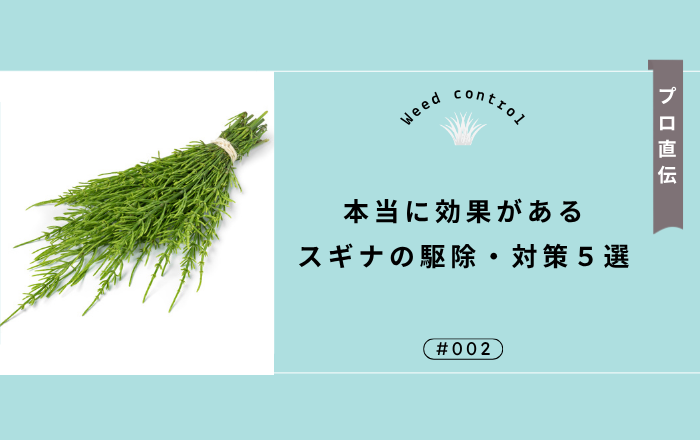 プロ直伝！本当に効果があるスギナの駆除・対策５選