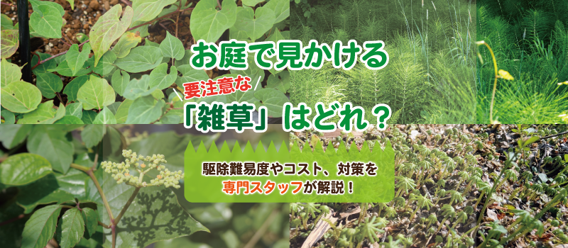 お庭で見かける要注意な「雑草」はどれ？駆除難易度やコスト、対策を専門スタッフが解説