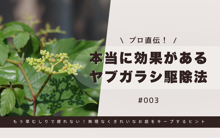 プロ直伝！本当に効果があるヤブガラシ駆除法