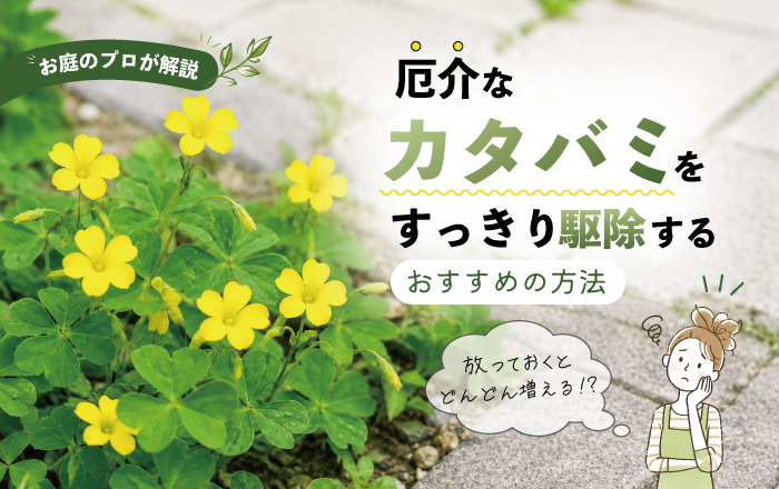 お庭のプロが解説　厄介なカタバミをすっきり駆除するおすすめの方法