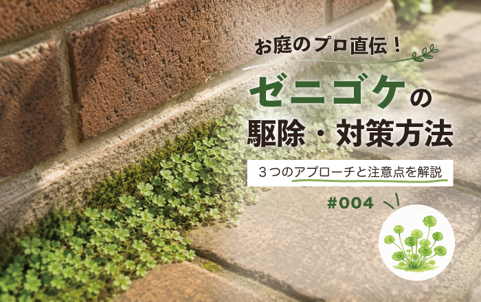 お庭のプロ直伝！ゼニゴケの駆除・対策方法