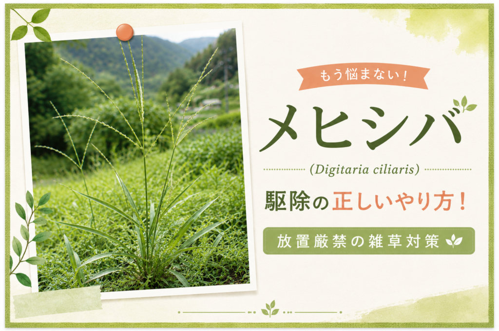【もう悩まない】メヒシバ駆除の正しいやり方！放置厳禁の雑草対策