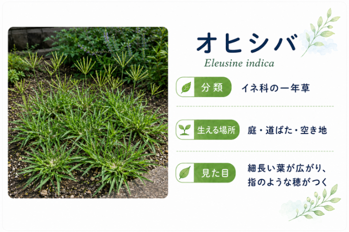 オヒシバ