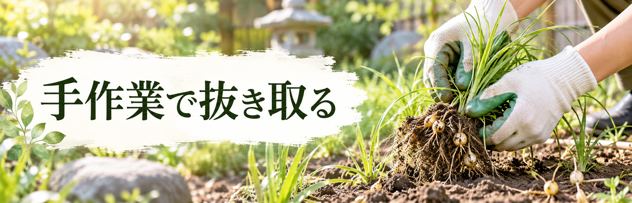 ハマスゲを手作業で抜き取る様子