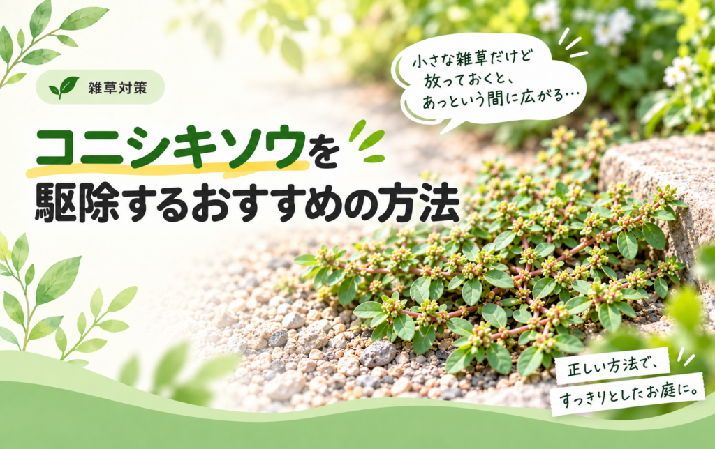 コニシキソウを駆除するおすすめの方法