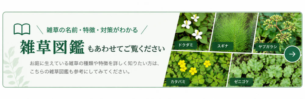 雑草の名前・特徴・対策がわかる SOMPOくらしのサポートの雑草図鑑
